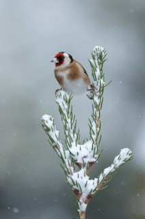 European goldfinch (Carduelis carduelis) adult garden bird on a snow covered Christmas spruce tree