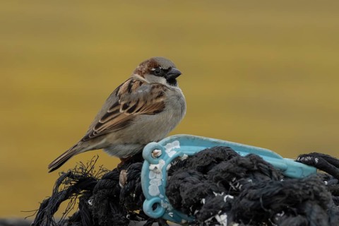 House sparrow (Passer domesticus) adult male bird on fishing nets in a harbour in winter, England,