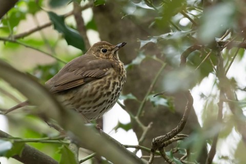Song thrush (Turdus philomelos) adult bird on a tree branch in winter, England, United Kingdom