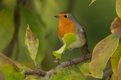 European Robin (Erithacus rubecula) adult garden bird in a Magnolia tree with autumn colour leaves,