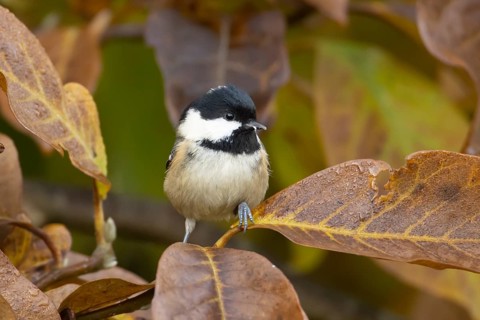 Coal tit (Periparus ater) adult garden bird in a Magnolia tree with autumn colour leaves, England,