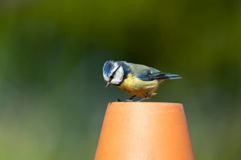 Blue tit (Cyanistes caeruleus) adult garden bird on a flower pot, England, United Kingdom