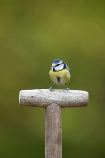 Blue tit (Cyanistes caeruleus) adult garden bird on a fork handle, England, United Kingdom
