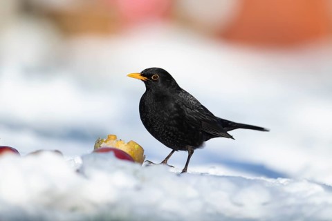 Eurasian blackbird (Turdus merula) adult male garden bird feeding on fruit on a snow covered grass