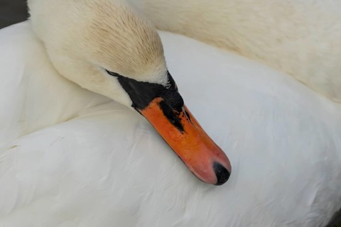 Mute swan (Cygnus olor) adult bird resting its head on its wing, England, United Kingdom