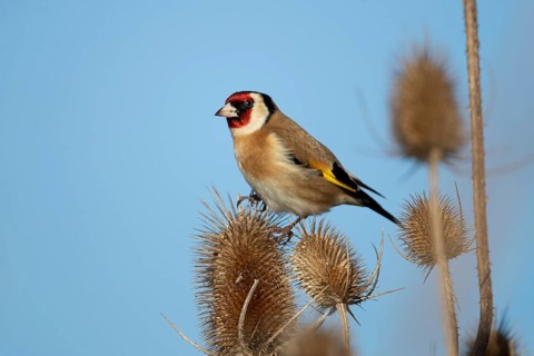 European goldfinch (Carduelis carduelis) adult garden bird on a Teasel seedhead in winter, England,