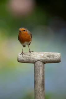 European Robin (Erithacus rubecula) adult garden bird on a fork handle in spring, England, United