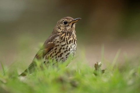 Song thrush (Turdus philomelos) adult bird in grassland in spring, England, United Kingdom