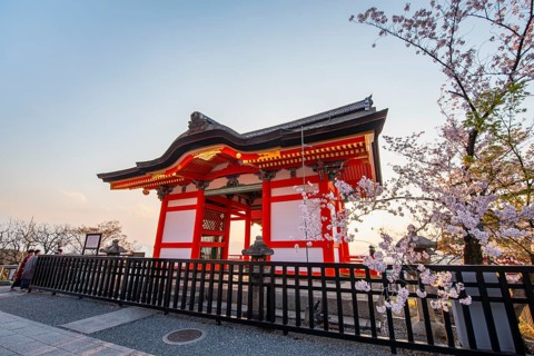 Red Nishimon Gate and blossoming cherry tree in the evening light, Kiyomizu-dera Temple, in the