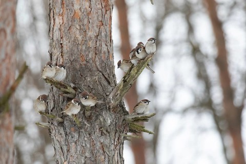 Sparrows on a branch in winter park> Krasnodar. Russia
