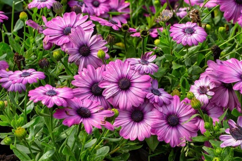 Osteospermum purple in a garden. Krasnodar. Russia