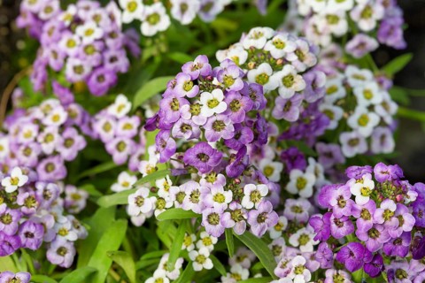 Alyssum lobularia flower. Krasnodar. Russia