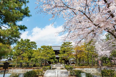 Sammon or Bogetsuro Gate with cherry blossoms, entrance to Kennin-ji Zen Buddhist Temple,