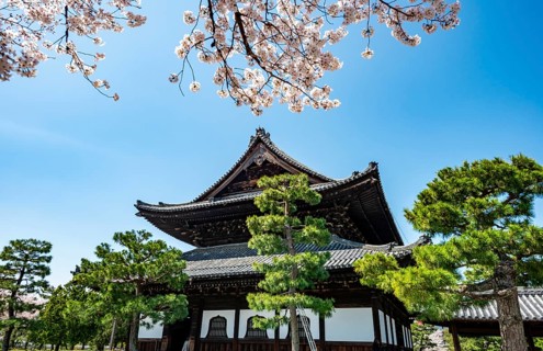 Cherry blossoms, Kennin-ji Buddhist temple buildings, Higashiyama, Kyoto, Japan