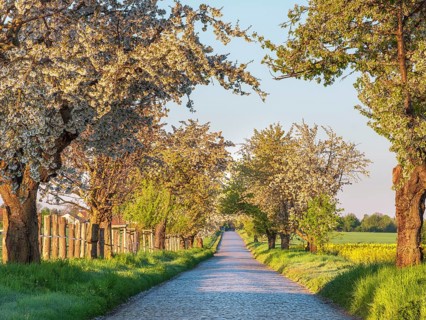 Country road with cobblestones through green fields lined with blooming cherry trees in the morning