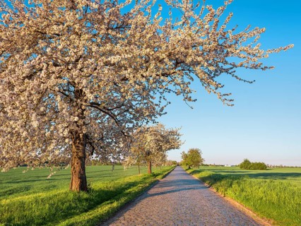 Country road with cobblestones through green fields lined with blooming cherry trees in the morning