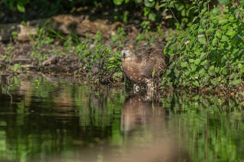Honey buzzard (Pernis apivorus) - The European honey buzzard observes its surroundings by staying