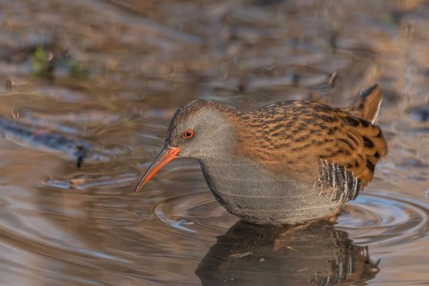 Water Rail (Rallus aquaticus) runs along a branch at the edge of the water in the moor. The sun