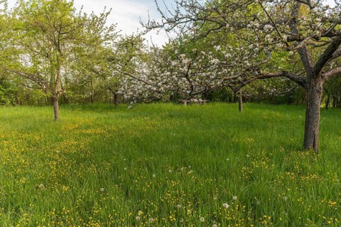 Fruit trees are in an orchard in France in spring. White flowers bloom while green grasses grow all