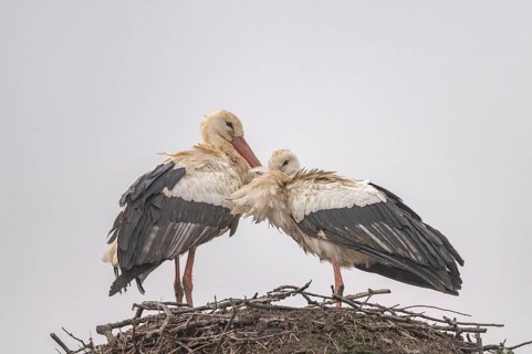 Two white storks (ciconia ciconia) are on a large nest at the top of a tree. They are looking at
