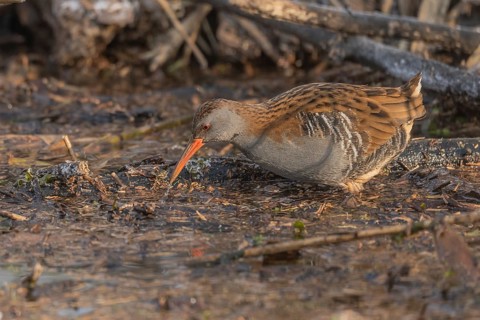Water rail (Rallus aquaticus) walks along a branch at the edge of the water in the moor. The sun
