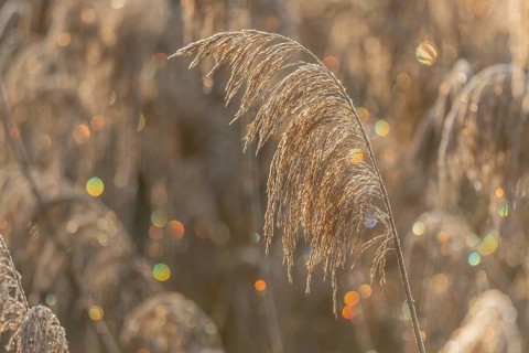 Reed-type plant stands in field. In the morning, the light shimmers on the leaves of the plant.