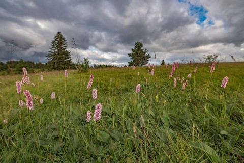 Pink flowers grow in green field. The sky is covered with clouds. Some trees can be seen in the