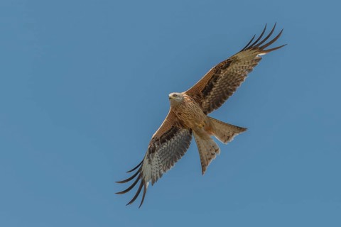 Red kite (Milvus milvus) - Red kite soaring its wings into the blue sky. The bird searches for its