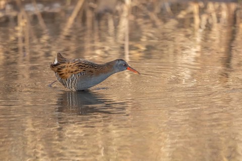 Water rail (Rallus aquaticus) walks along the water's edge in a moor. The sun illuminates the