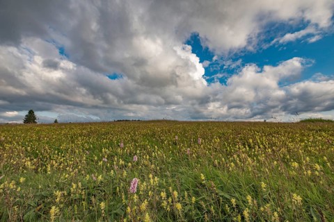 A field of yellow and purple flowers stretches under a cloudy sky. Clouds form patterns in blue
