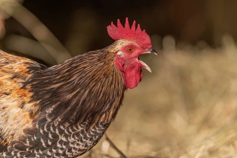 Rooster stands on the farm and crows early in the morning. The sun shimmers slightly and there is