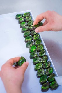 Hand sorted shiny green chocolates on a tray in a careful arrangement, vegan chocolates production,