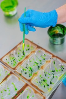 A brush with green paint is held over a chocolate mold by a gloved blue hand, Vegan Chocolate