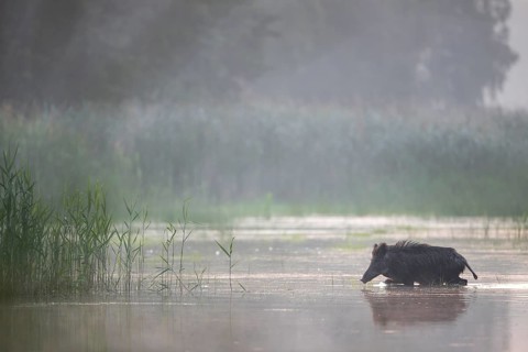 The wild boar (Sus scrofa) heads purposefully for an island in the pond, water, swimming, fog,