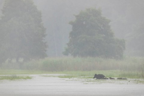 In the pouring rain, a wild boar (Sus scrofa) crosses a pond with its young, water, swimming, fog,