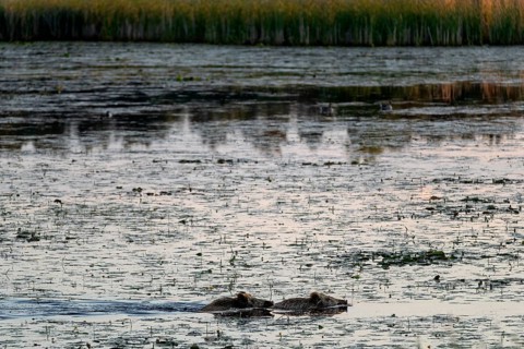 Two wild boar (Sus scrofa) swimming through a pond, water, adaptive, Germany