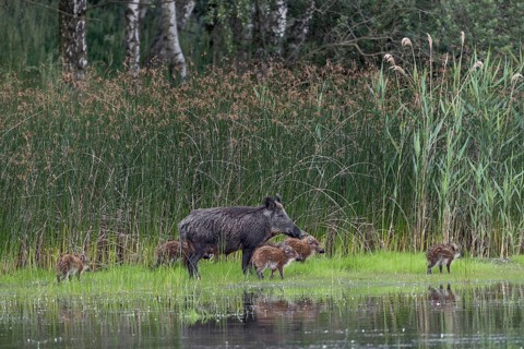 A wild boar (Sus scrofa) appears on the bank of a pond with its still very young offspring, water,