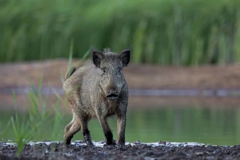 Surprising encounter with a wild boar (Sus scrofa), ready to flee, Germany