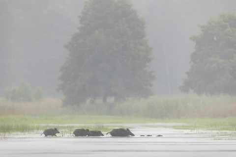 A small herd of wild boars (Sus scrofa) crosses a pond, water, swimming, fog, mystical, family,