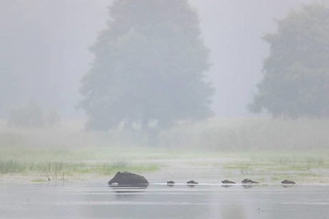 The wild boar (Sus scrofa) has no regard for the depth of the water, the young boar must follow it