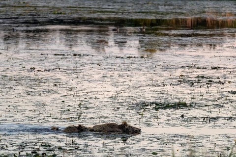 At dusk, wild boars (Sus scrofa) become active, and water does not prevent them from reaching their