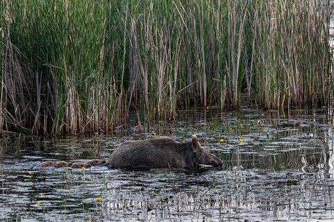 Swimming is not a problem for young animals (Sus scrofa), much more dangerous is the rapid cooling