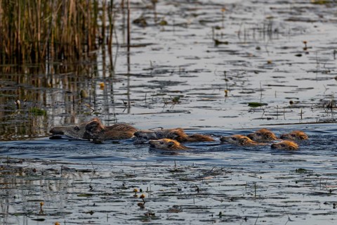 Two wild boar (Sus scrofa) swimming with their young through a pond, water, adaptive, Germany