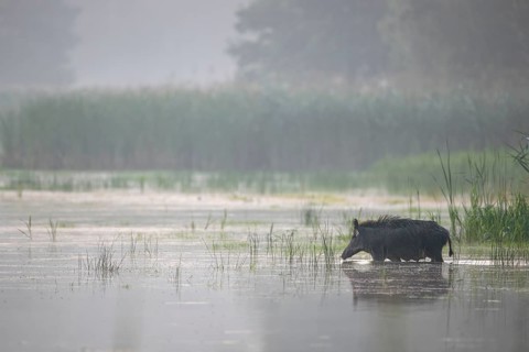 The wild boar (Sus scrofa) crosses a pond, water, swimming, fog, mystical, Germany