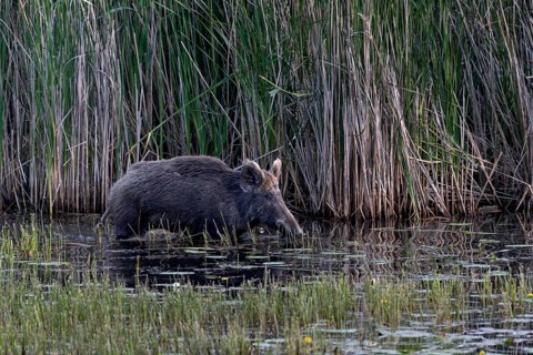 While the wild boar (Sus scrofa) still has solid ground under its shells, the young boar have to