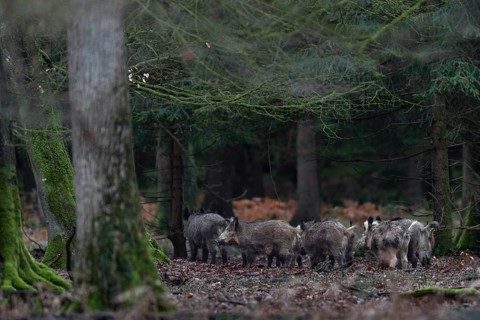 A wild boar (Sus scrofa) and its young are looking for a thicket to spend the day well protected