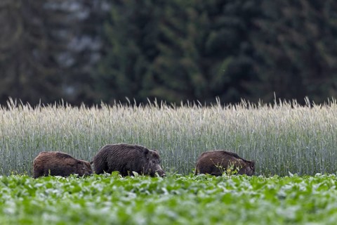 Unfortunately, we were only lucky enough to photograph the wild boar (Sus scrofa) with its young in