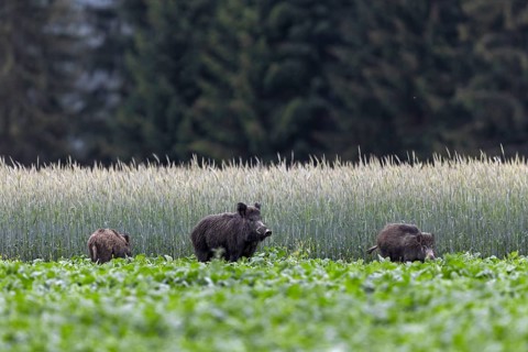 The slightest noise prompts the wild boar (Sus scrofa) to look attentively and a few seconds later