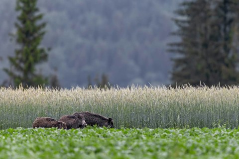 During our holiday in Slovakia, we can observe this wild boar (Sus scrofa) with its young in a beet