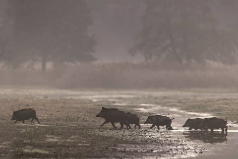 After the herd has crossed the stream, the wild boar (Sus scrofa) takes the lead again, morning